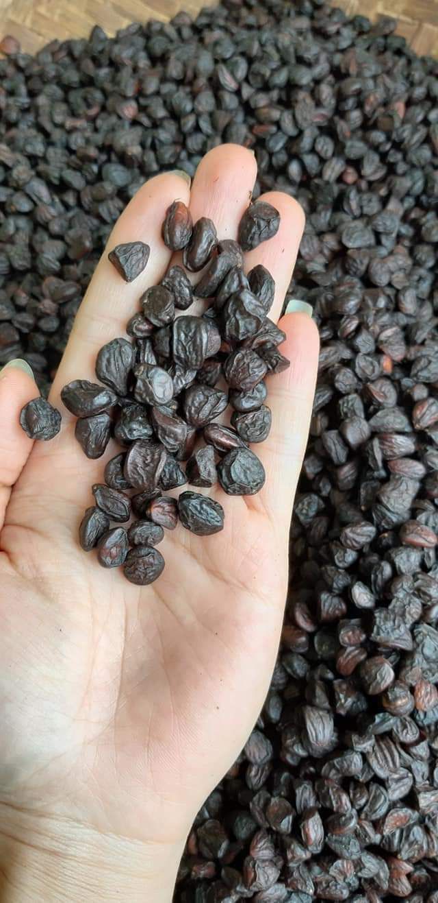 100 HẠT DỔI TÂY BẮC