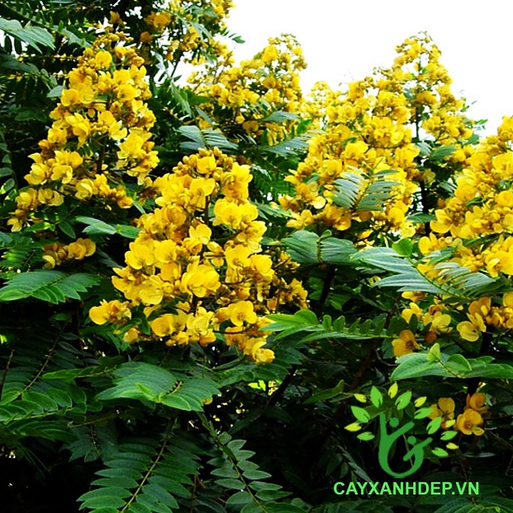 CÂY GIỐNG MUỒNG LÁ LẠC (muồng hoa vàng)