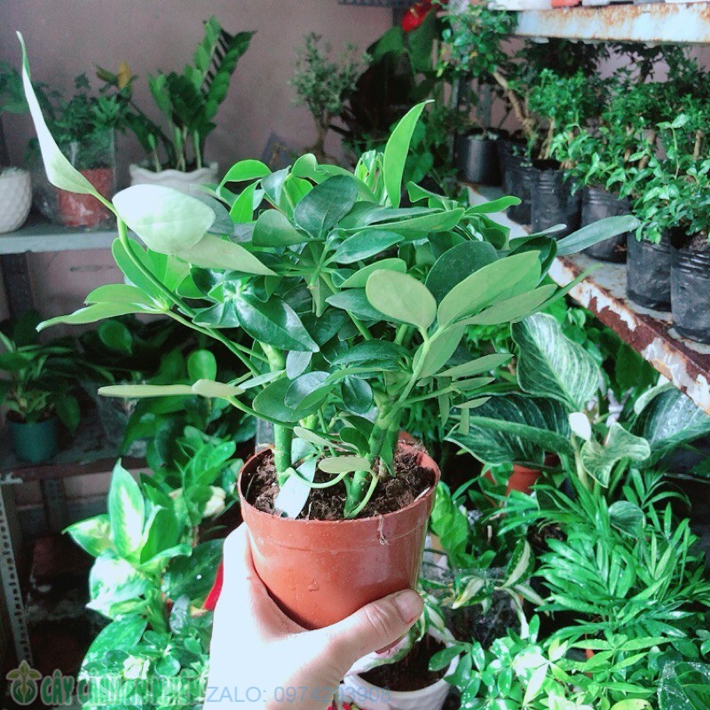Ngũ gia bì để bàn