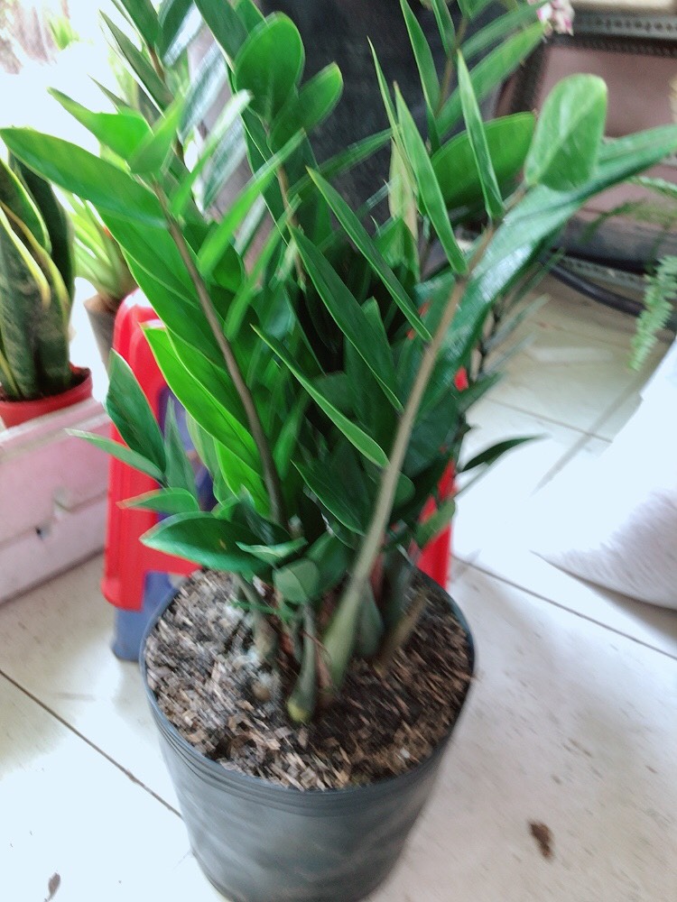 [HCM]Cây Kim Tiền Lớn Cao 50cm