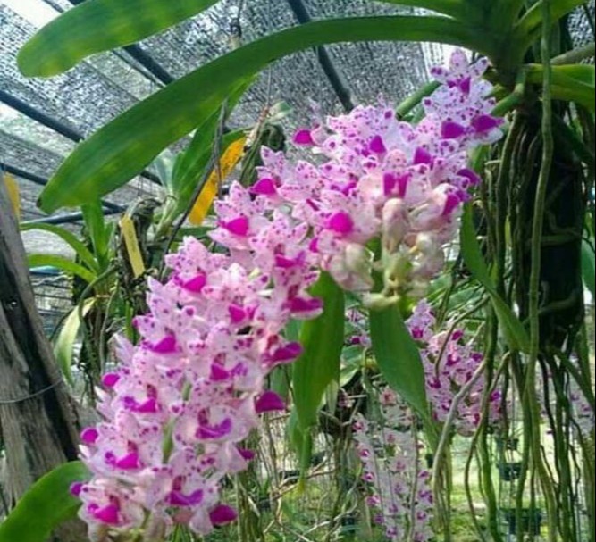 Phân Bón Lá Hữu Cơ Khoáng Cao Cấp Rootwell 1Lít
