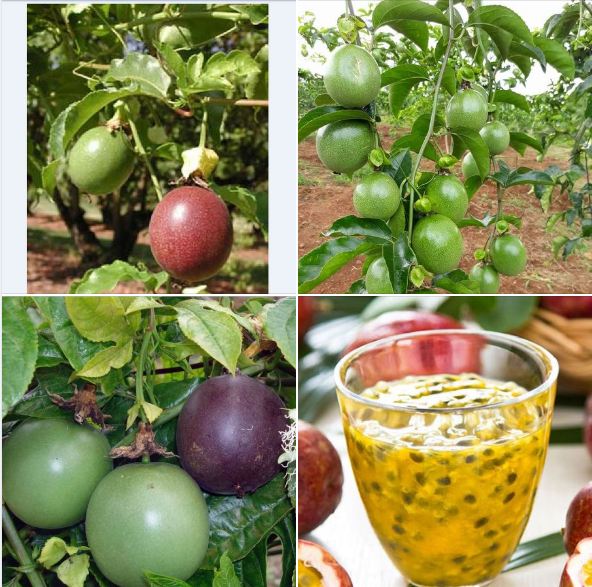 Hạt giống chanh dây ( chanh dây ) tím F1 - gói 20 hạt