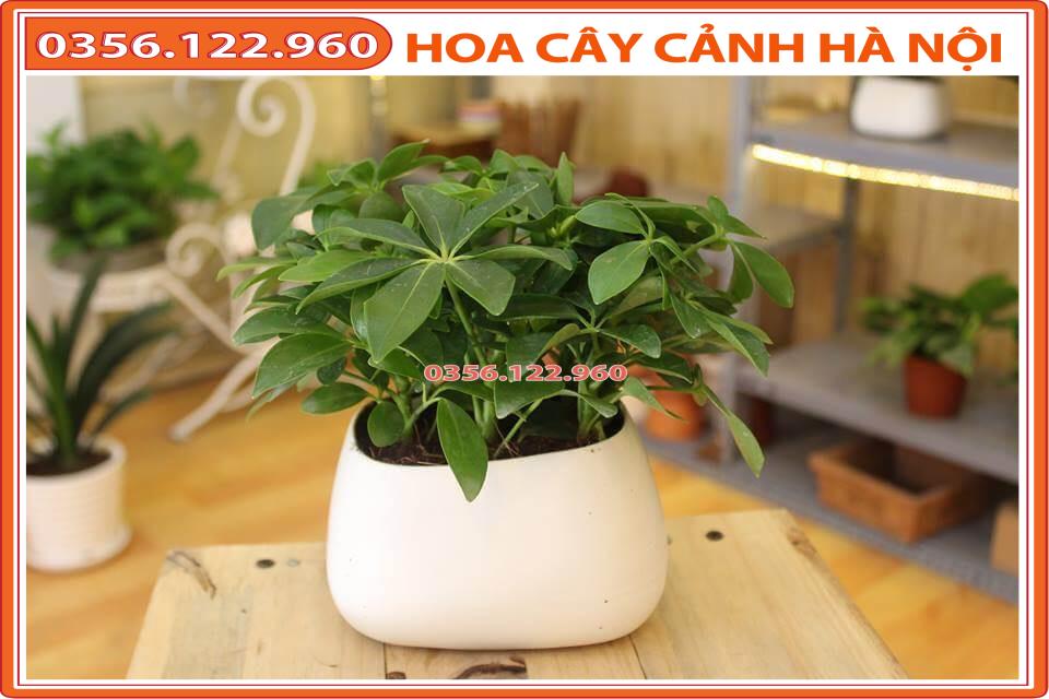 Cây ngũ gia bì để bàn