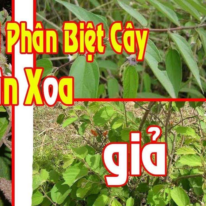 [HCM]Cây an xoa hoa tím (gói 2kg)