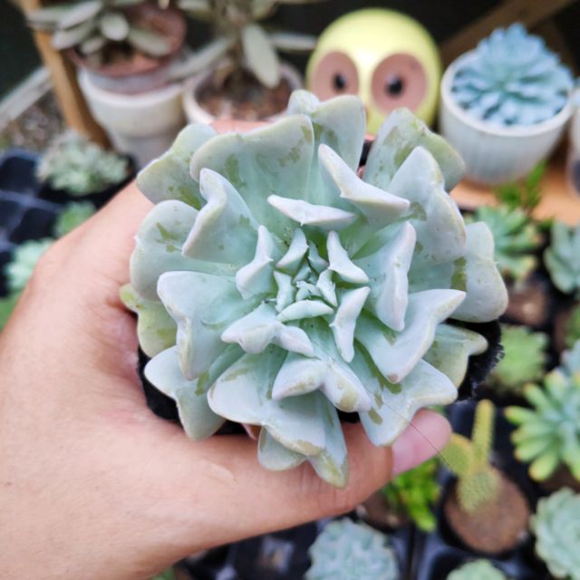 SEN ĐÁ CÚC TRẮNG ( ĐÀ LẠT ) - SIZE 5-9cm  HƯ 1 ĐỔI 1
