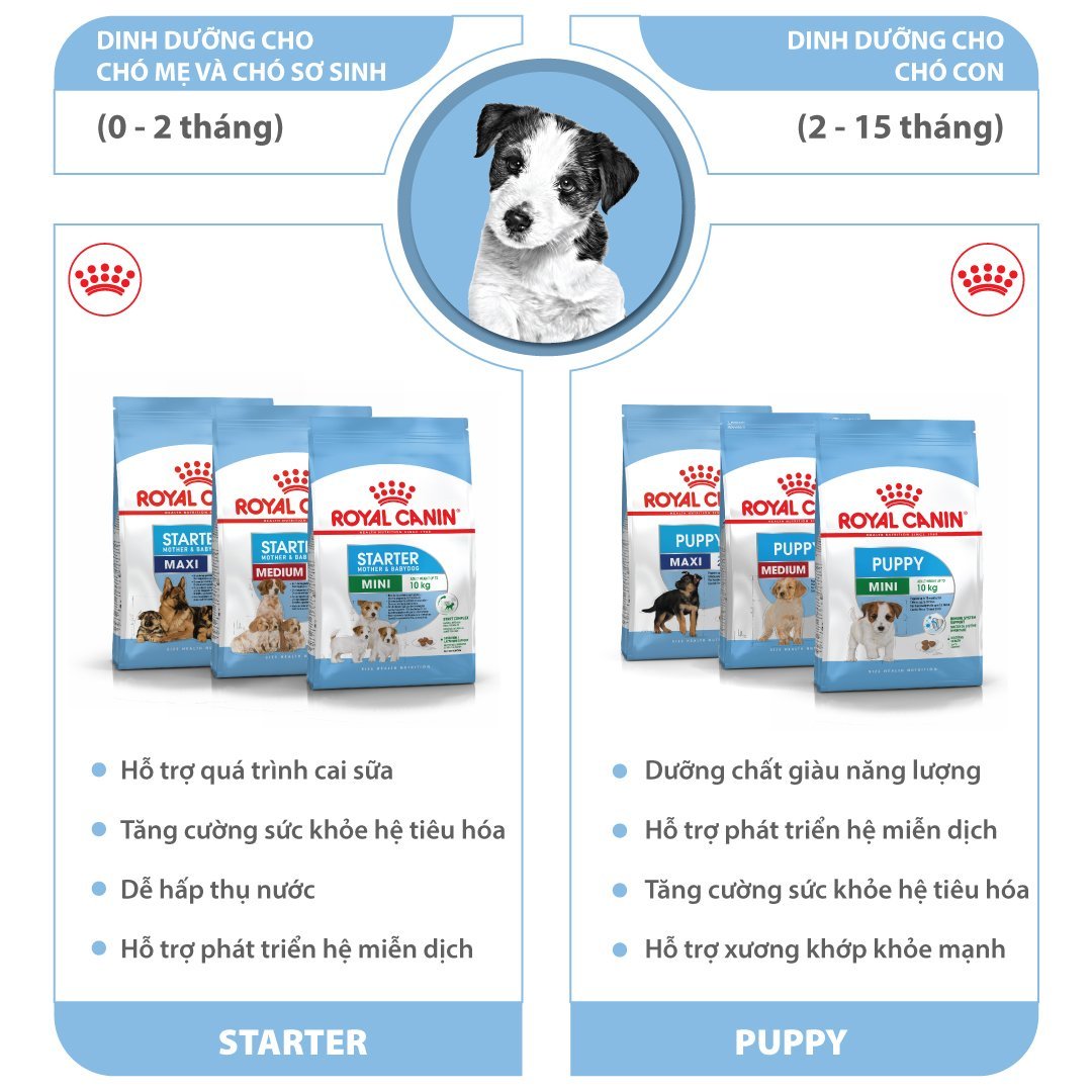 Hạt cho chó ROYAL CANIN Mini Dành cho chó cỡ Mini (tối đa 10kg)
