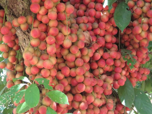 CÂY GIỐNG DÂU DA ĐẤT Ngọt