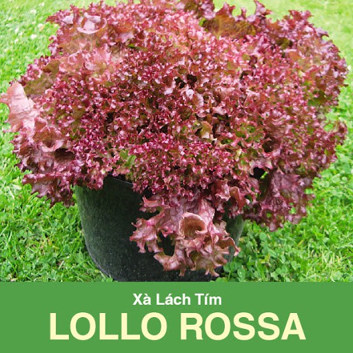 2 gram hạt giống xà lách lollo rossa tím