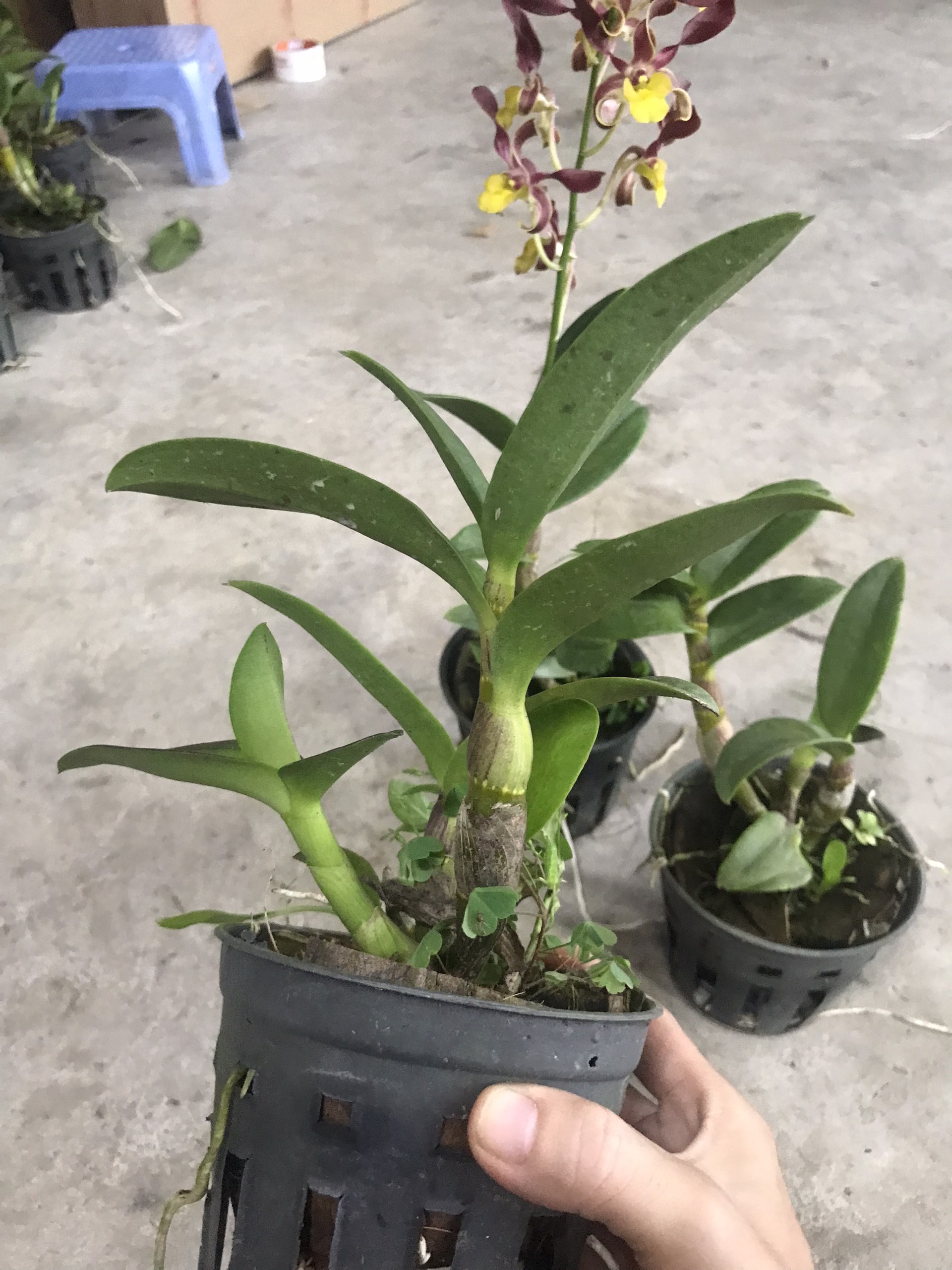 Hoa  lan  DENRO xích long CHẬU TRƯỞNG THÀNH