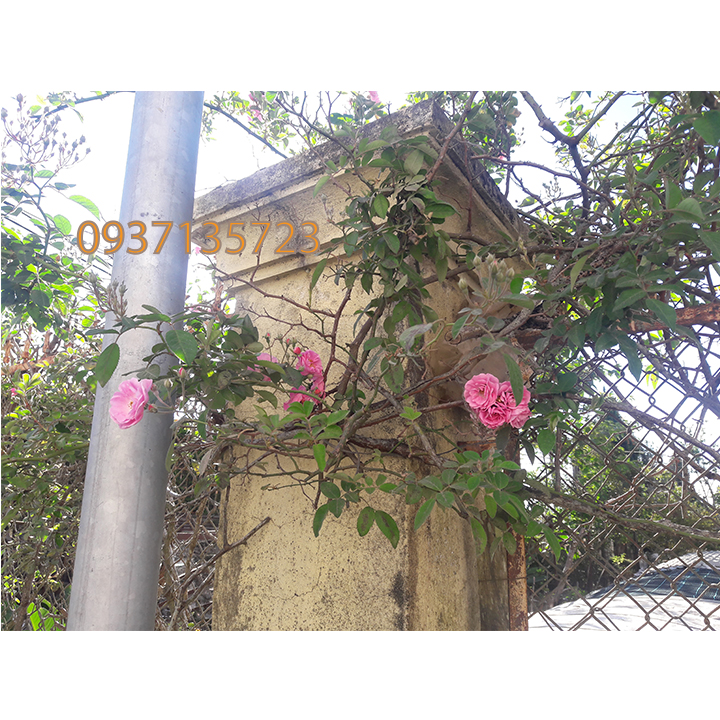 COMBO 5 CÂY HOA HỒNG TẦM XUÂN CON