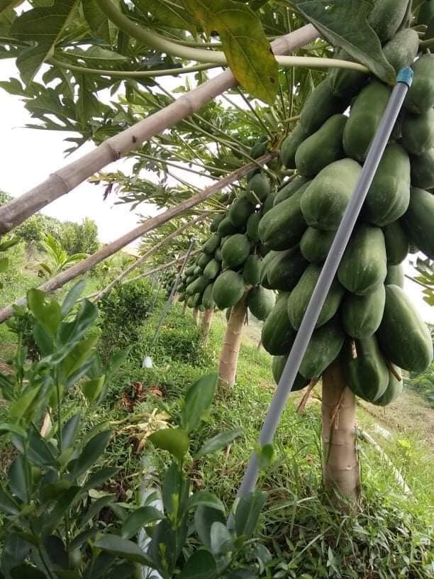 Hạt Giống Đu đủ ruột vàng Long An (10 hạt)