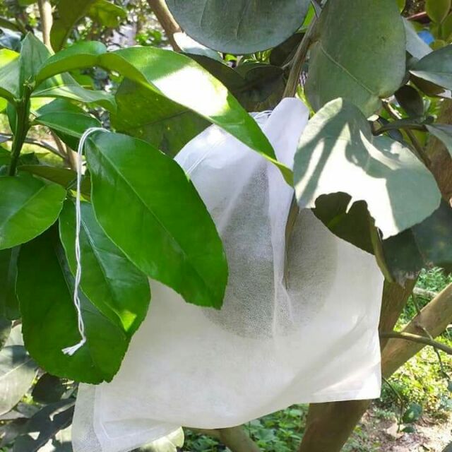 50 túi bọc bưởi mãng cầu (30x35cm)
