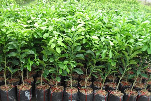 Cây giống bưởi phúc trạch