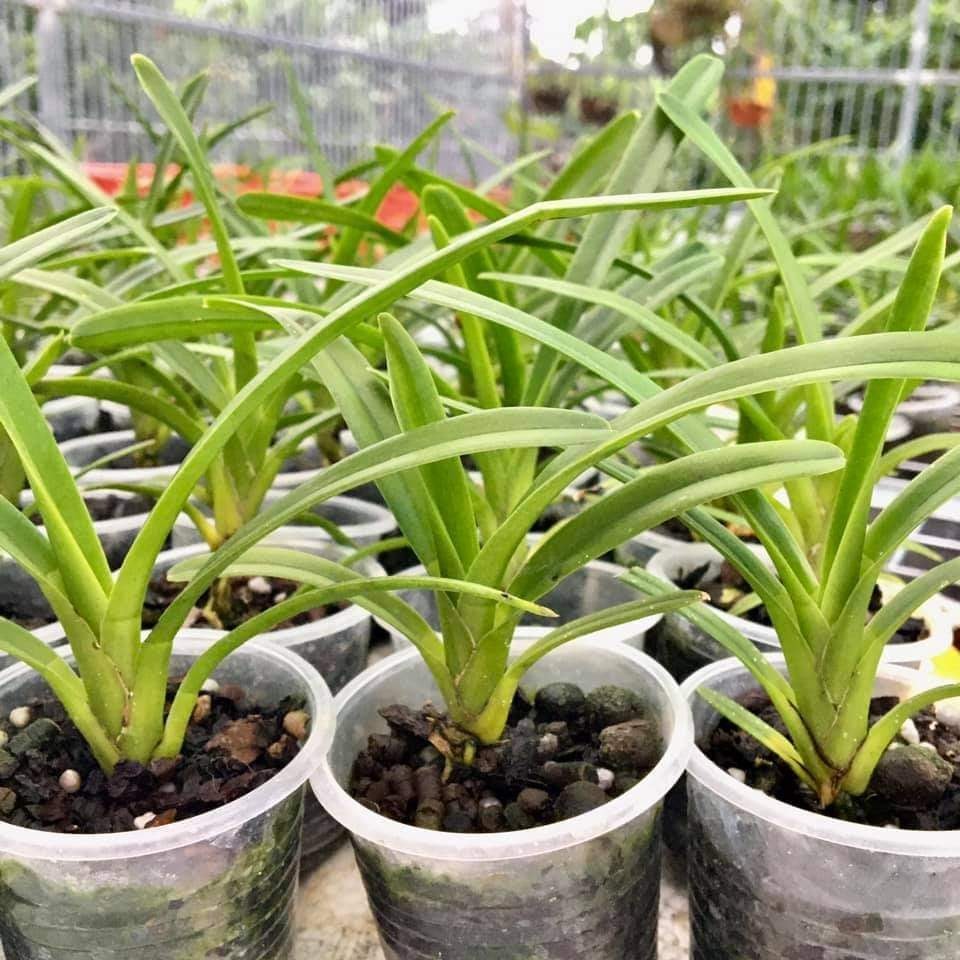 lan kiếm phan trí gieo hạt cao 20 cm