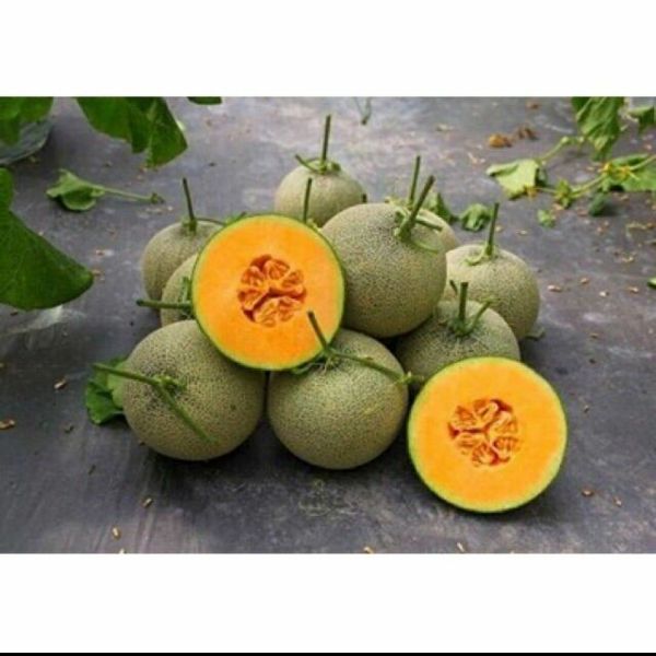10 Hạt Dưa Lưới Xanh