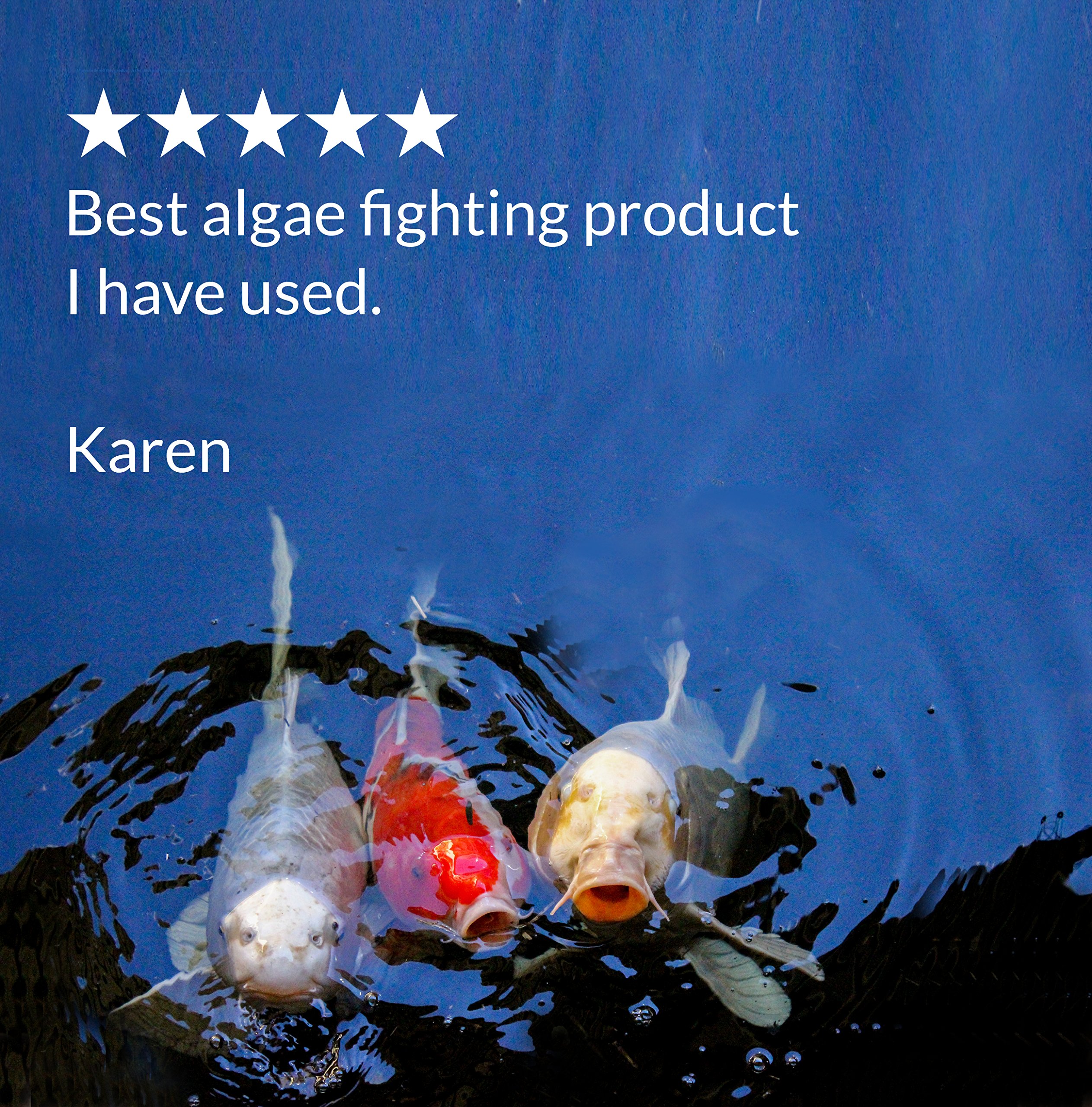 API - Microbial Algae Clean - Vi sinh ăn rêu tảo, mùn bã, chất dơ