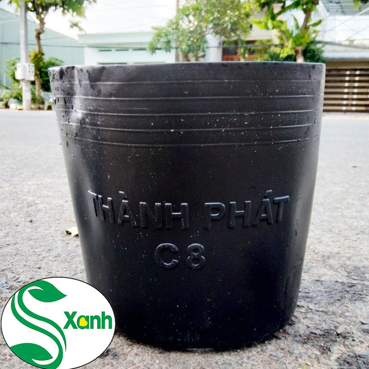 10 Chậu trồng cây C8