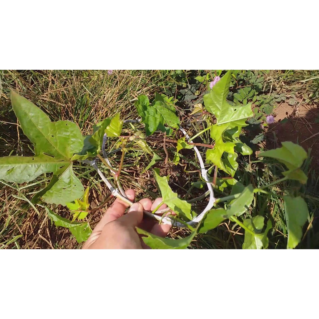 Cây chìa vôi khô 1 kg