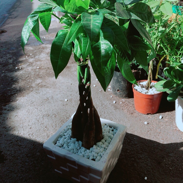 Chậu Kim Ngân 5 Thân