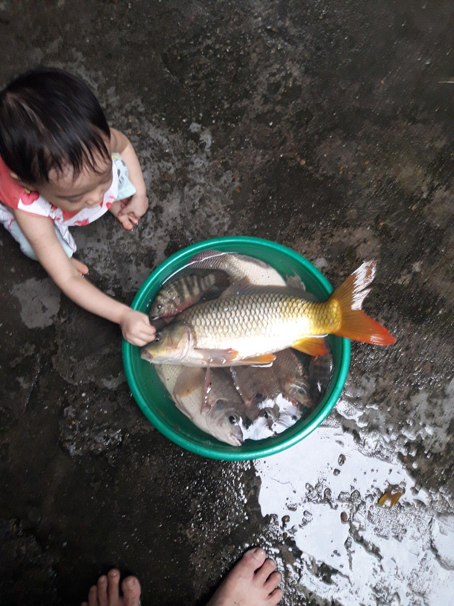 Mồi Câu Cá Chép Đặc Biệt Cao Cấp( Dạng Viên và Dạng Bột )