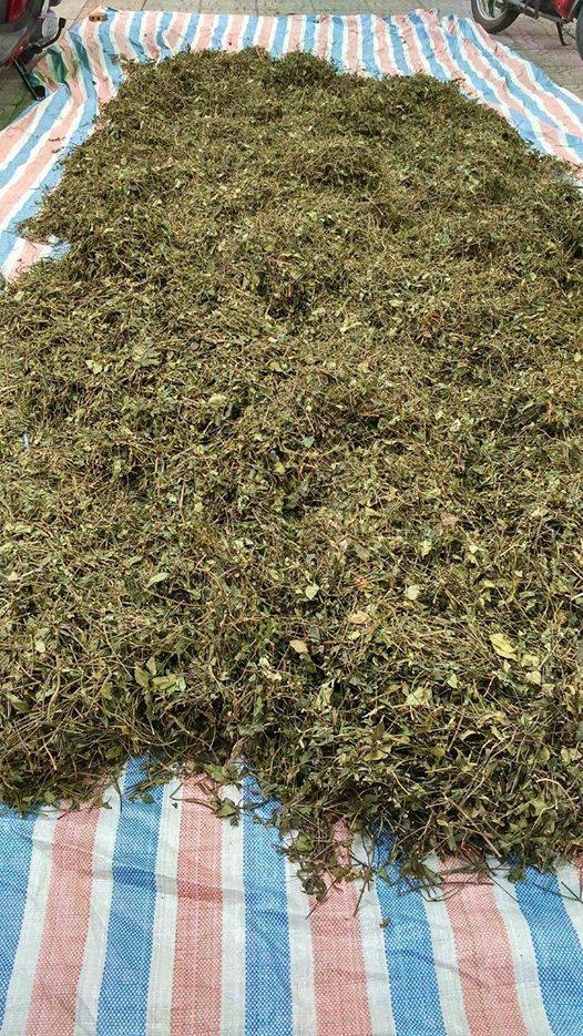 Chè Vằng (0,5kg), khô sạch thơm, tiện dụng, pha trà