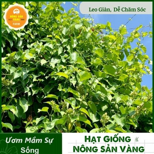 Seed leaves lồm (leaf Jiang) vegetable Forest specialty Central very good for health (pack 10 seeds)-shallow gold