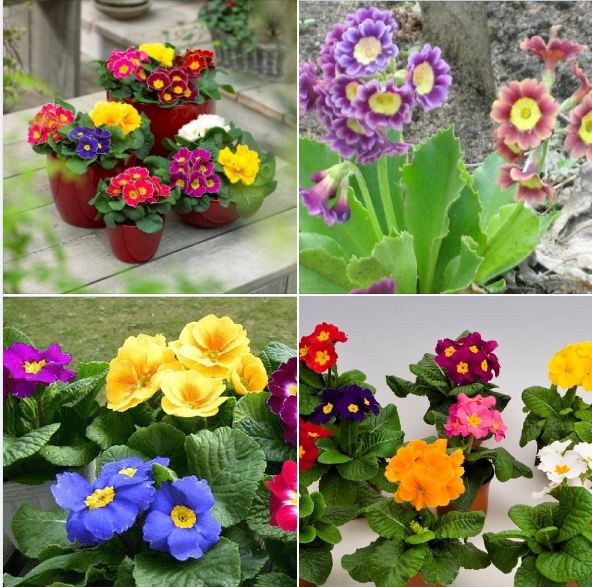 Hạt giống Hoa Báo xuân Mix - Gói 50 hạt