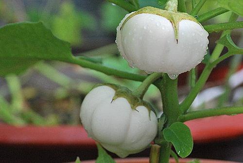 Hạt giống cà dĩa trắng (cà bát)