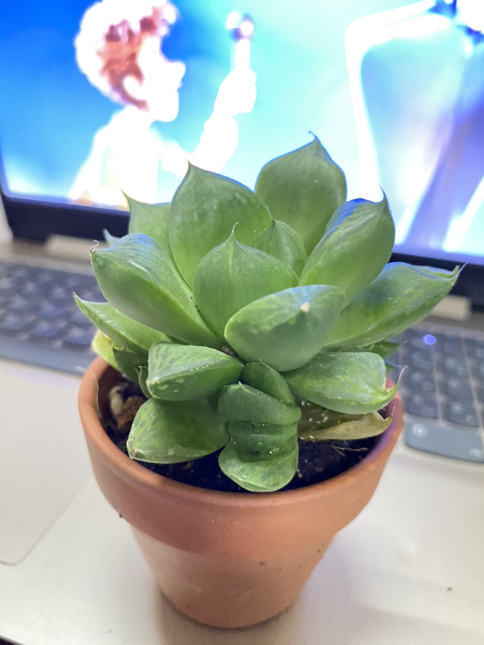 SEN ĐÁ Ngọc Guốc ( 12CM) kèm chậu MR MOON