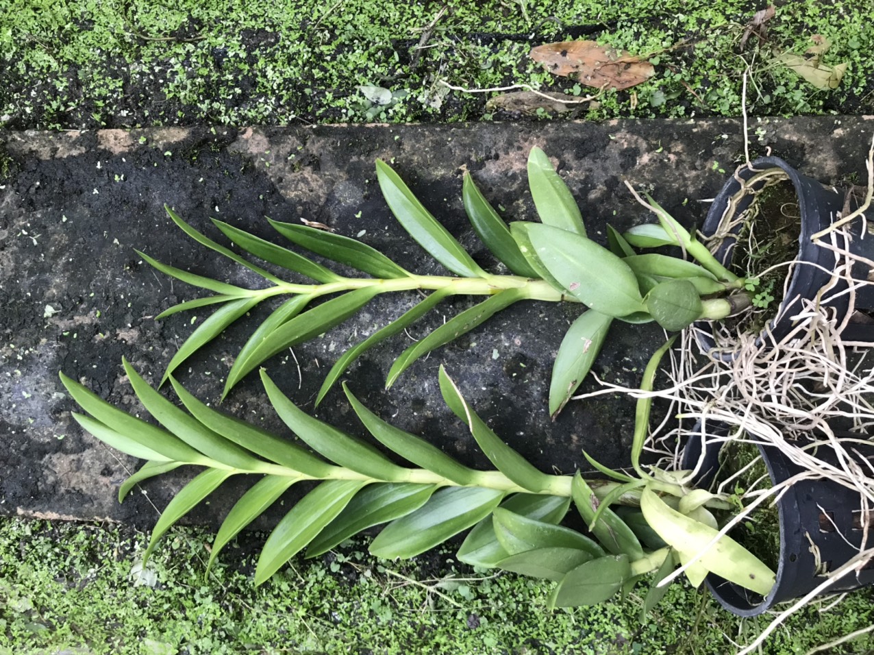 Hoa lan nắng thỏ hồng