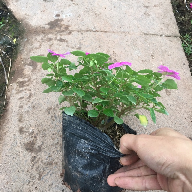 [CHỈ GIAO MIỀN BẮC] Hoa Ngọc Thảo Đơn Sẵn Nụ Và Hoa (Cây Như Ảnh)