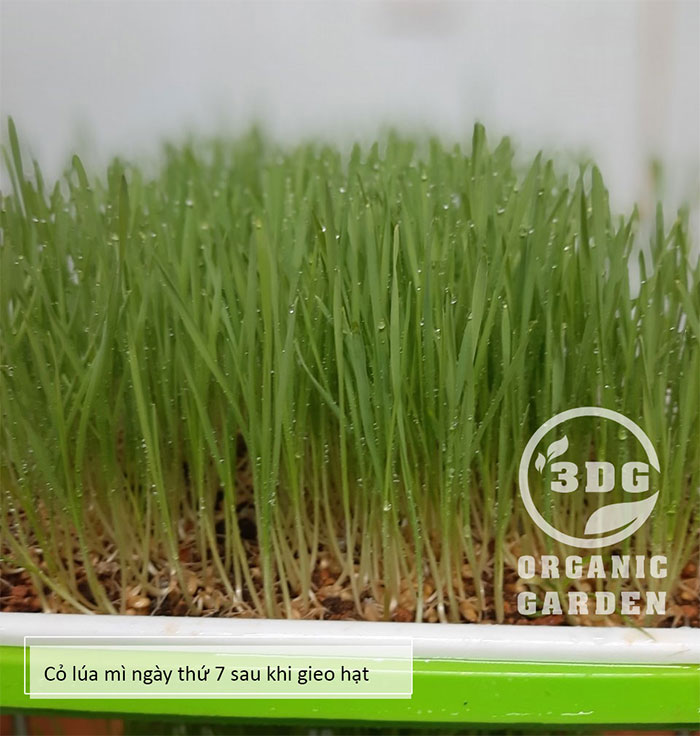 0.5KG HẠT GIỐNG CỎ LÚA MÌ ITALY MẦU TRẮNG