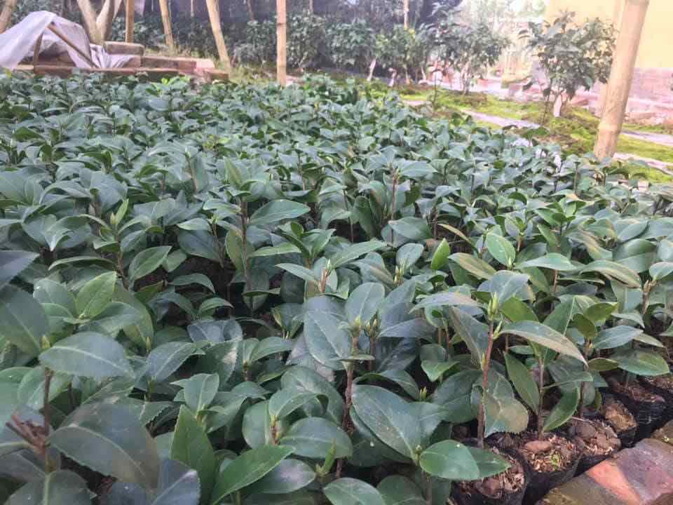 Combo bộ 3 cây hoa trà my 3 màu