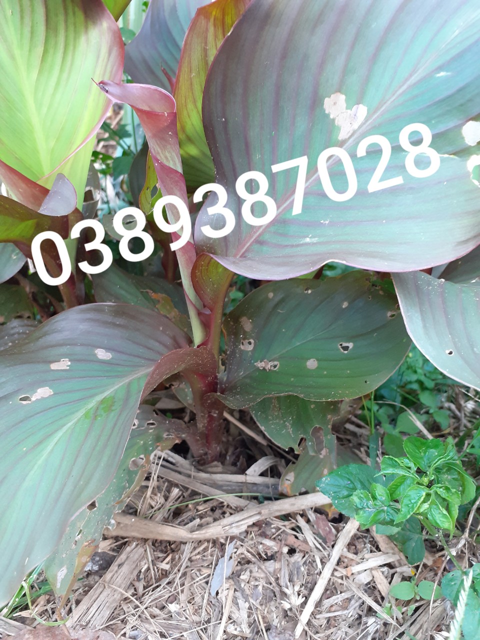 cây dong riềng đỏ,1 cây giống