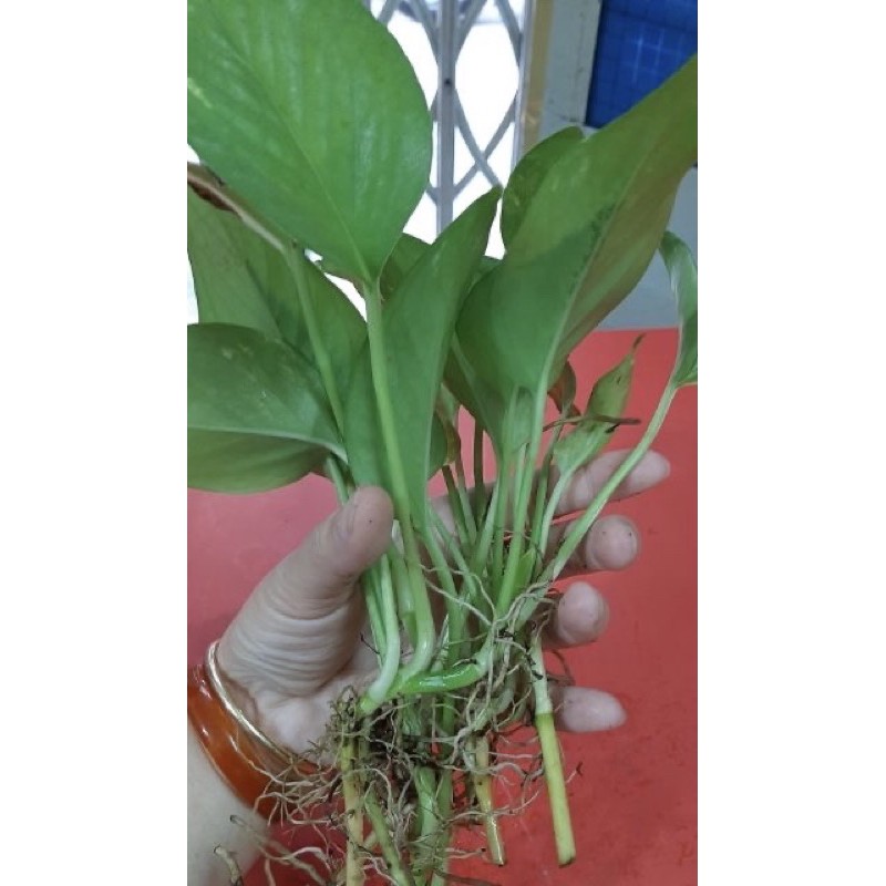 Cây TRẦU BÀ CON (trồng thủy sinh được), lá to, rễ khỏe.
