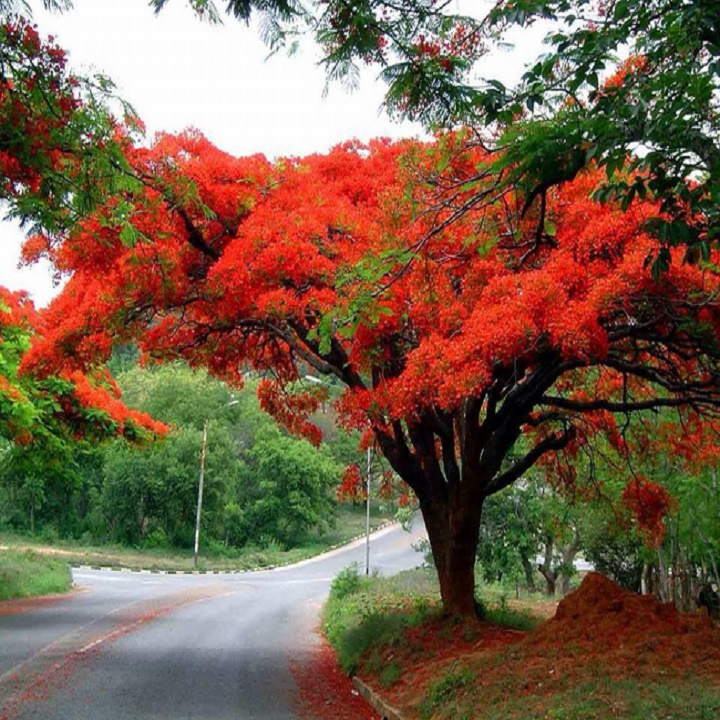 CÂY GIỐNG HOA PHƯỢNG ĐỎ, CÂY NHỎ