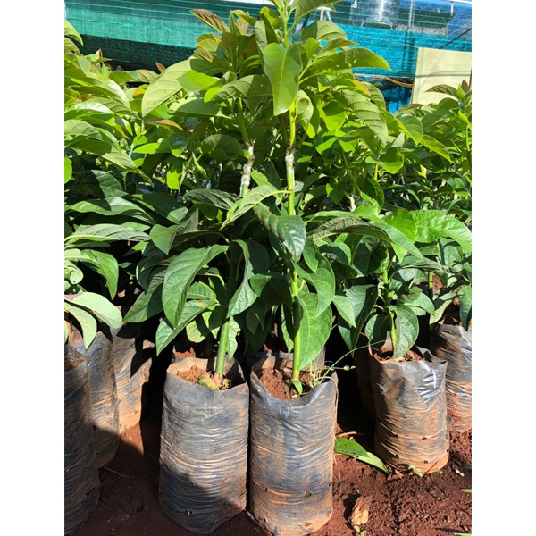Cây giống Bơ CuBa TRÁI TO M3