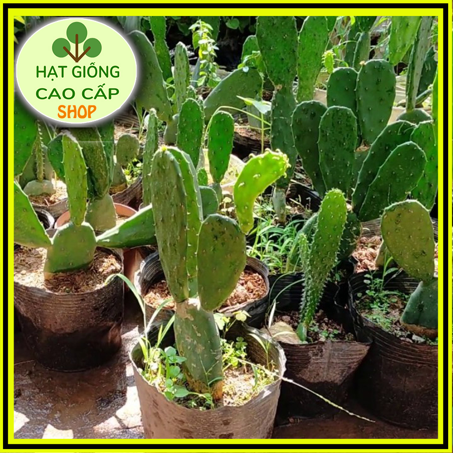 Cây Xương Rồng Tai Thỏ (Một Chậu 4-5 Tai Thỏ)