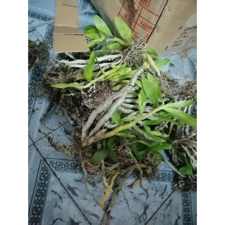 5 Khóm Hoa Lan Báo Hỷ Đẹp