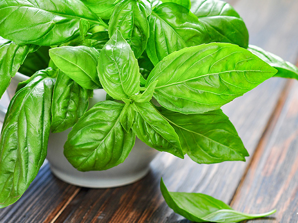 [HCM]Chậu cây húng tây cây gia vị Basil