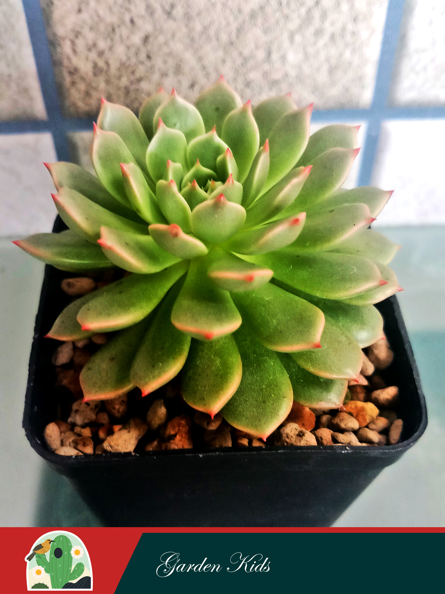 Sen đá ruby xanh