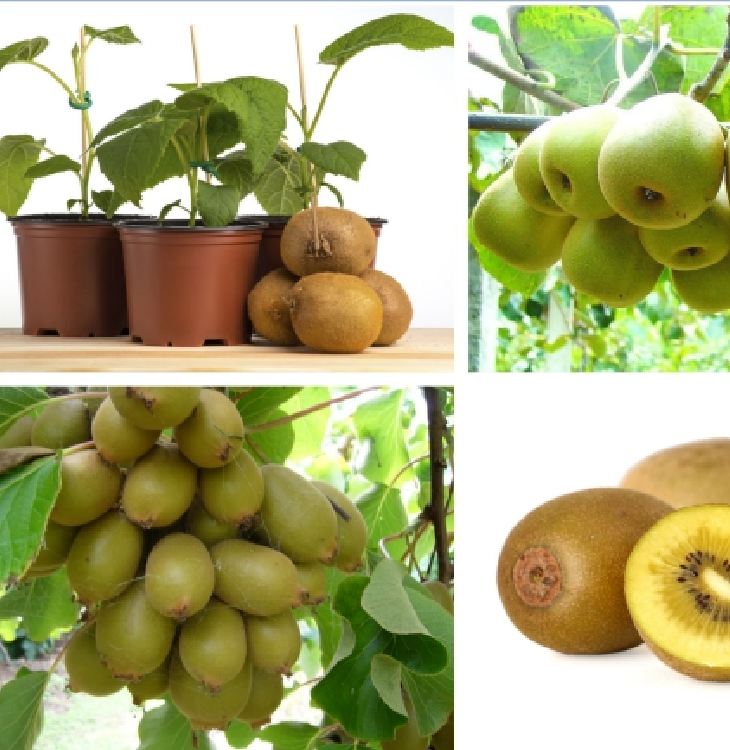 "Gói 30 Hạt " Hạt giống cây ăn trái kiwi