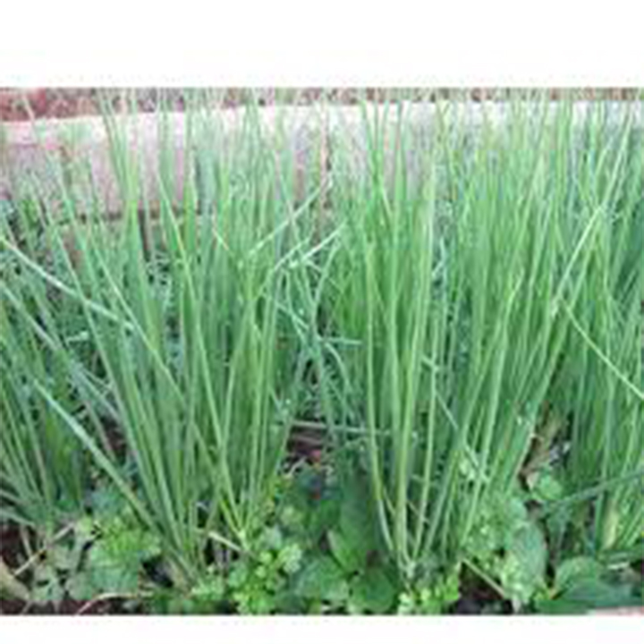 5gr hạt giống hành ta - Hành hương