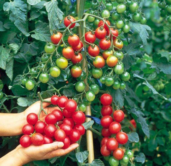 Hạt Giống Cà Chua Cherry Đỏ 0.1gr