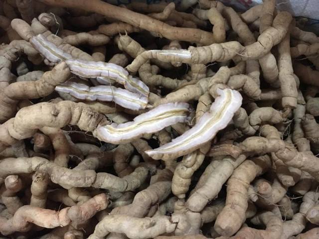 Ba kích tím - RỪNG BA CHẺ QUẢNG NINH