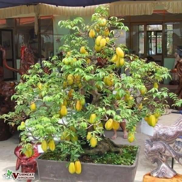 cây giống khế ngọt ( cây ghép siêu sớm trái)