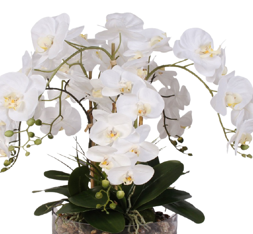 10 Chậu nhựa đen trồng lan đủ size