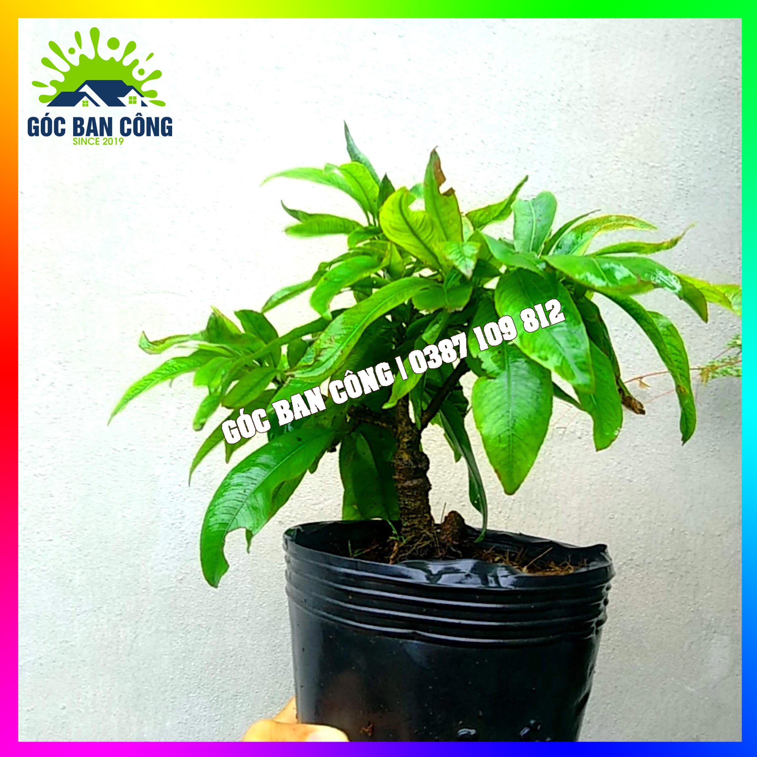 Mai Vàng Đại Lộc Bonsai Mini