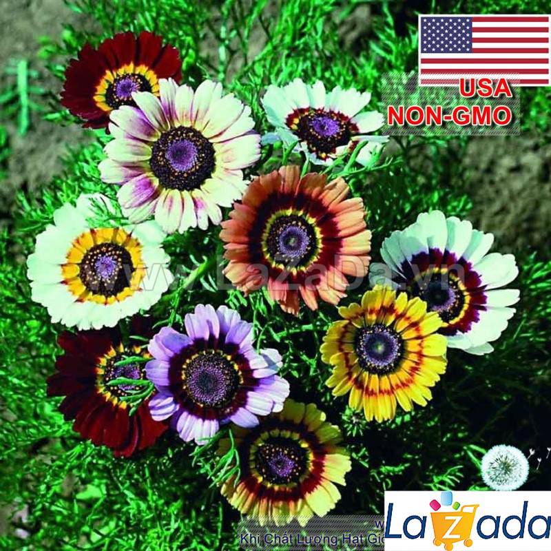 1GR 420.HAT Hạt Giống Hoa Cúc Chi Mix Màu (KD| -KD: B27*V45*M193)