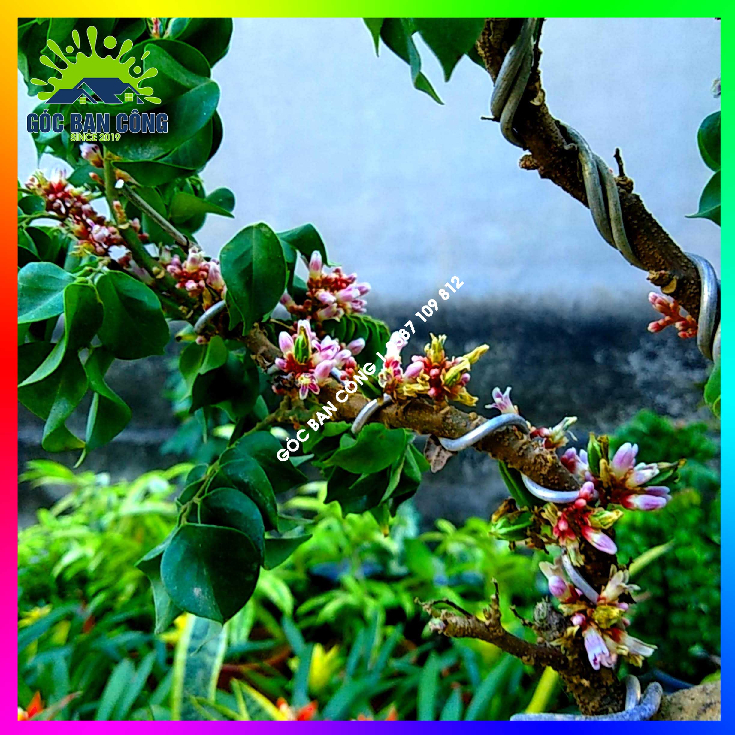 Cây Khế Bonsai Mini Gốc Quái - KBS04